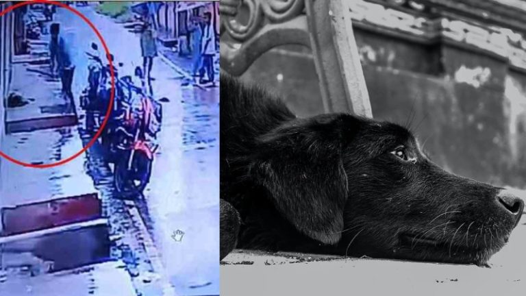 मोहसिन ने सोते कुत्ते को लाठी से पीट-पीट कर मार डाला: चिल्लाता रहा पशु और देखते रहे लोग, किसी में नहीं हुई रोकने की हिम्मत