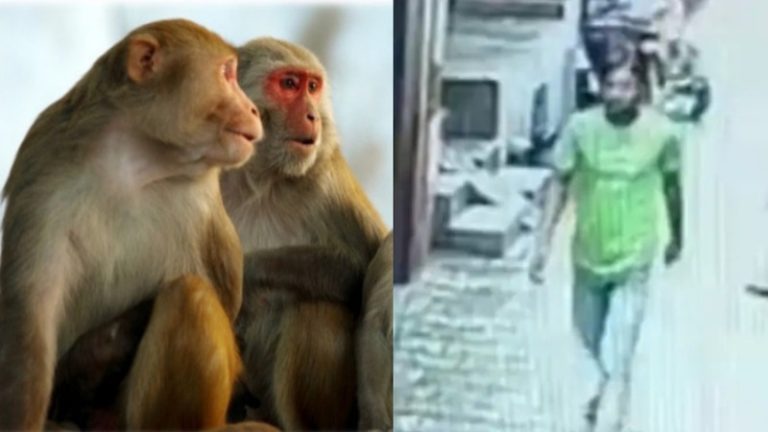6 साल की मासूम को बंदरों ने दरिंदे से बचाया: जाबिर से पैसे लेने के बहाने आरोपित बच्ची को ले गया था झाड़ियों में, कर रहा था रेप की कोशिश