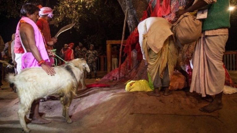 काली पूजा पर मंदिर में दी जाएगी 10000 पशुओं की बलि, रोक लगाने से कलकत्ता हाई कोर्ट का इनकार: कहा- पूरे पूर्वी भारत को शाकाहारी नहीं बना सकते