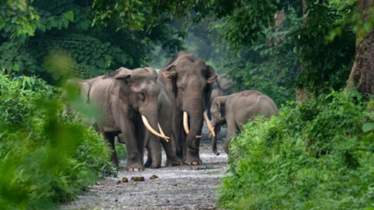 बांधवगढ़ में एक के बाद एक 10 हाथी मरे मिले, क्या मध्य प्रदेश में इंसानों को मारकर बदला ले रहे हैं उनके साथी: जानिए क्या है मामला, कितनी मौतें अब तक