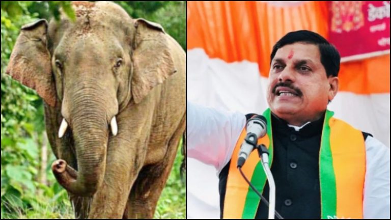 मध्य प्रदेश से ओडिशा तक हाथियों की ‘मौत’ पर जागी सरकारें, बांधवगढ़ में ‘बदला मिशन’ पर निकला हाथी पकड़ा गया: CM मोहन यादव ने दिया टास्क फ़ोर्स बनाने का आदेश