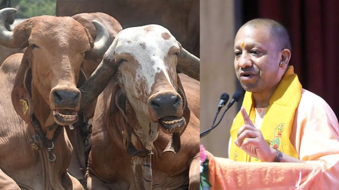 गाय, योगी आदित्यनाथ