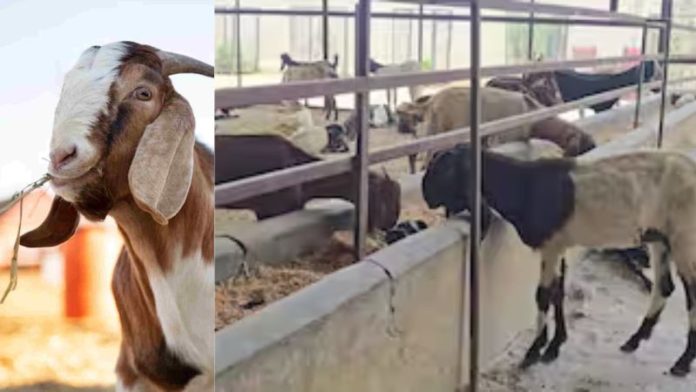 बागपत में बकरों की जान बचाने के लिए खोली बकराशाला