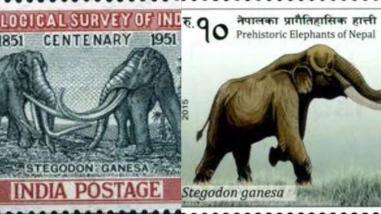 भारत ही नहीं पूरे दक्षिण एशिया में घूमते थे विशाल हाथी, 140 किलो तक भारी होते थे दाँत: स्टेगोडॉन गणेश के बारे में जानिए सबकुछ