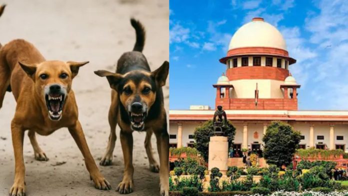 आवारा कुत्तों की समस्या को लेकर सख्त हुआ सुप्रीम कोर्ट