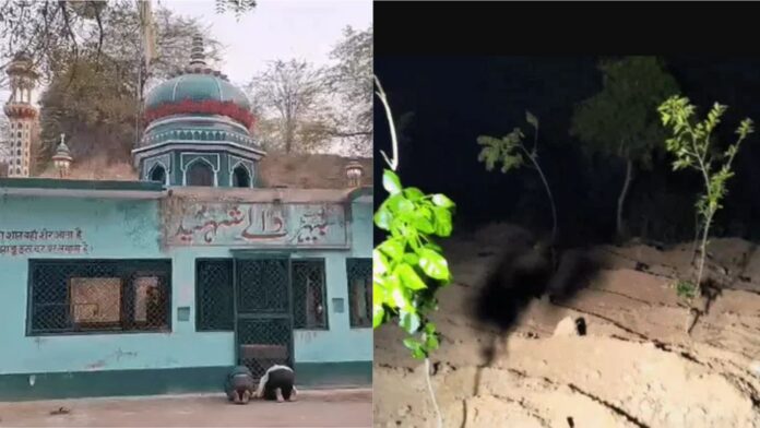 रातों-रात अवैध मजार को समतल कर लगा दिए पौधे (फोटो साभार - भास्कर)